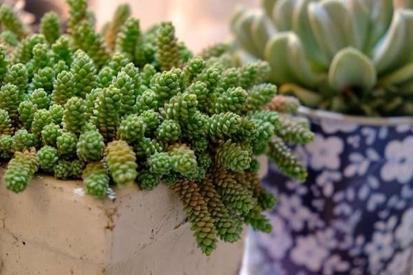 旋叶姬星美人怎么爆盆 养护技巧有哪些？