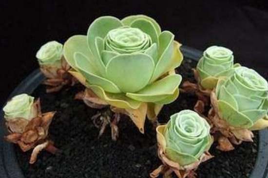 山地玫瑰喜欢晒太阳吗？