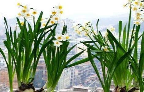 水仙花的养殖方法和注意事项