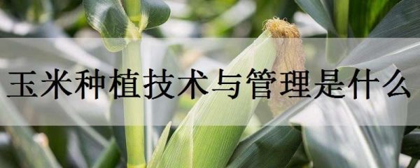 玉米种植技术与管理是什么？