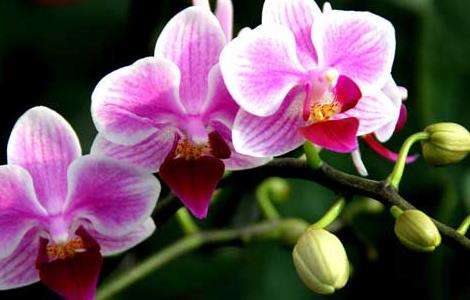 蝴蝶兰的花语和传说