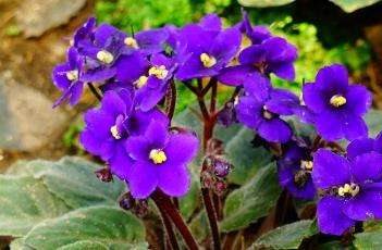 非洲紫罗兰的养殖多久？