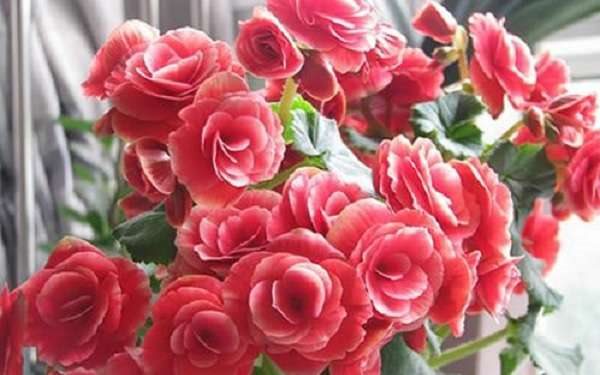 丽格海棠冬天养殖的禁忌 安全过冬的多久？