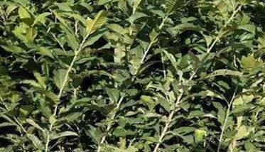 板栗种植技术与管理须知