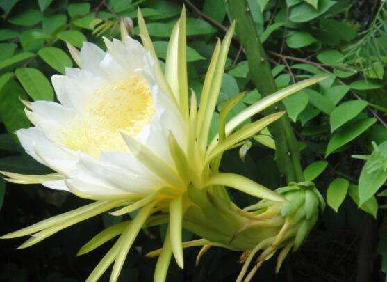 霸王花不能和什么同食 霸王花与什么相克(没有)