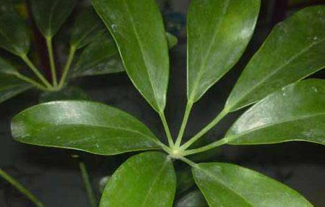 发财树会开花吗？