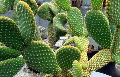 仙人掌的作用有哪些？