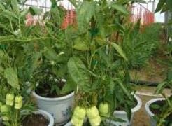 人参果幼苗如何繁殖:种子繁殖与扦插繁殖简介