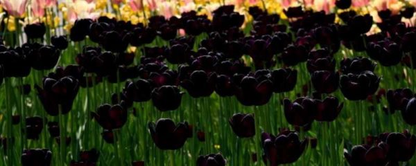 夜皇后花卉的养殖多久？