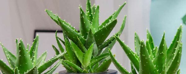 芦荟可以晒太阳吗？