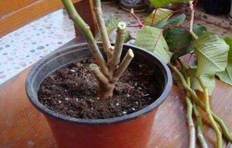 一品红的繁殖多久?