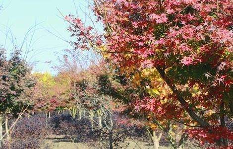 鸡爪槭的栽培技术