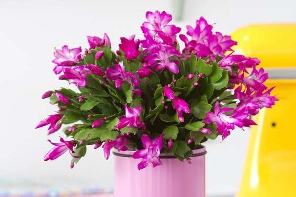 蟹爪兰施什么肥能开花 各个季节要怎么施肥