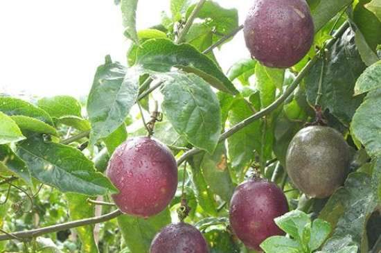 百香果籽的播种多久？