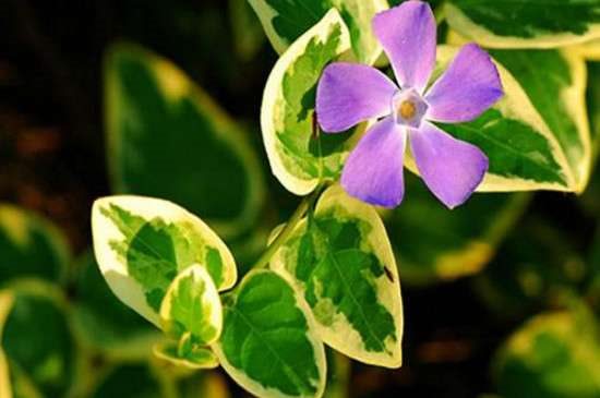 花叶蔓的养殖多久？