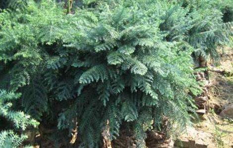 盆栽澳洲杉怎么养？