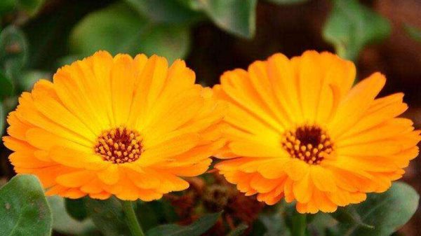 金盏菊的养殖方法和注意事项