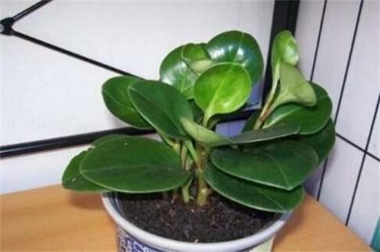 家里养碧玉花对风水好 有着聚财化煞的作用