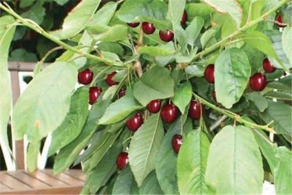 扦插的樱桃会结果吗 如何扦插