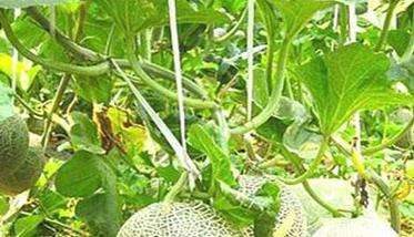 网纹甜瓜水肥管理技术要点