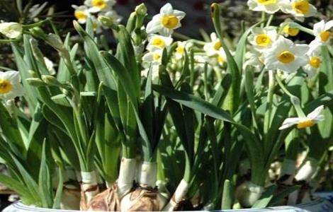 水仙花的养殖方法和注意事项