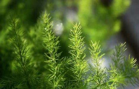 文竹什么时候开花？