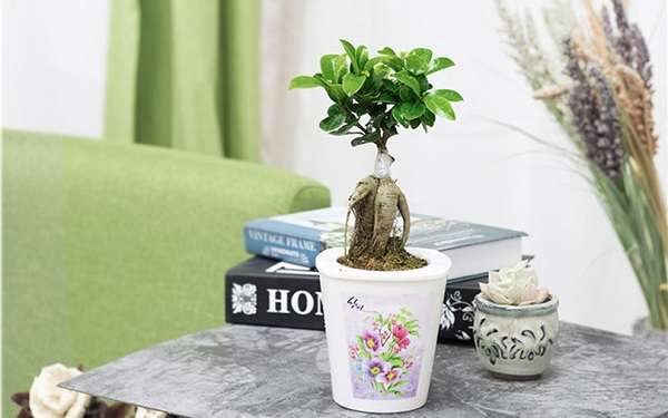 盆栽榕树冬天怎么养 如何养护才能安全过冬