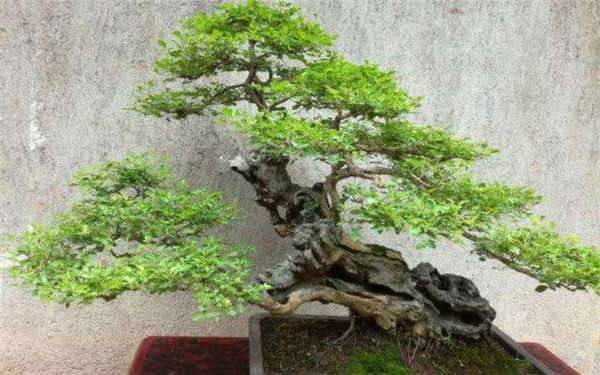 米冬盆景怎么养 方法是什么？