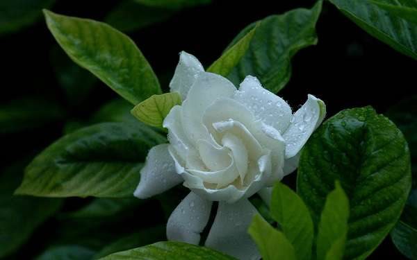 栀子花叶蔫了补救措施有哪些？