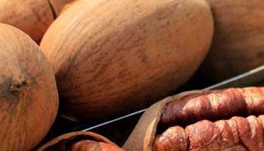 碧根果怎么挑选？碧根果的选购指南