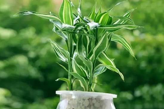 富贵竹可以晒太阳吗?