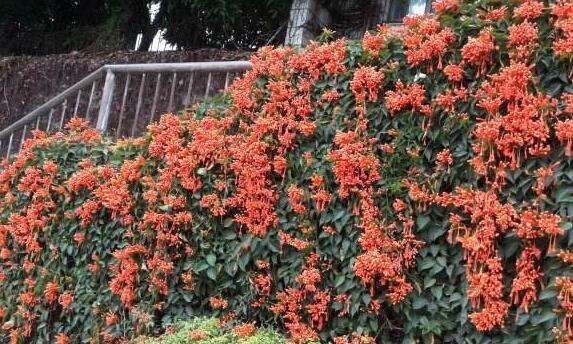 炮仗花有毒吗 不仅无毒还有药用价值