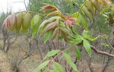 臭椿树的种植技术