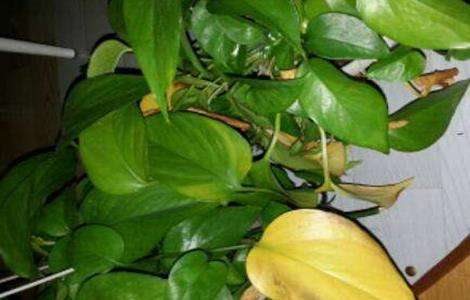 冬天绿萝叶子发黄原因及解决多久？