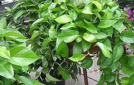 水培绿萝的养殖方法和注意事项