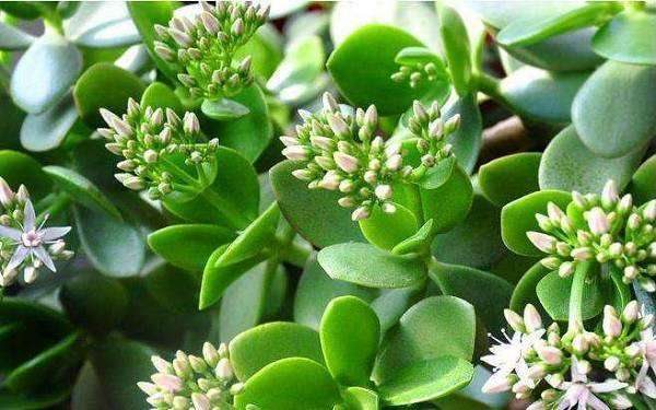 家里养玉树有什么寓意 放在家里吉祥吗?