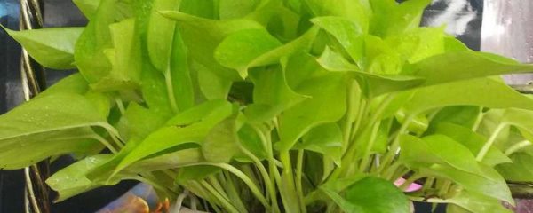 黄金葛和绿萝的区别？