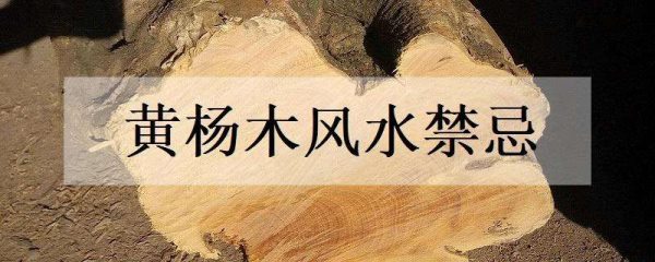 黄杨木风水禁忌
