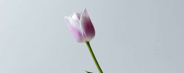 郁金香夏天有没有办法发芽