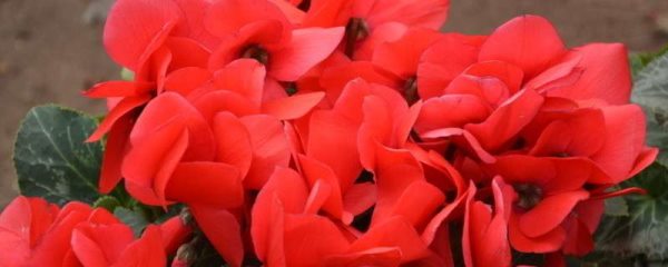 仙客来怎样催花