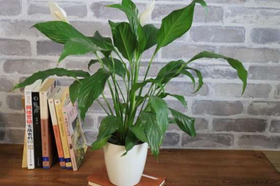 喜阴的室内大型植物花卉有哪些？