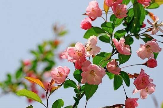 海棠花突然蔫了是因为什么？