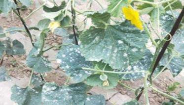 甜瓜白粉病的防治方法 甜瓜白粉病用什么药