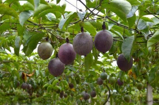 百香果籽的播种多久？