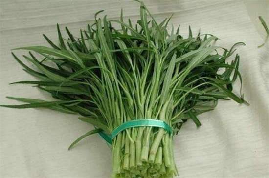 空心菜品种哪种好 竹叶空心菜产量高口质脆味浓
