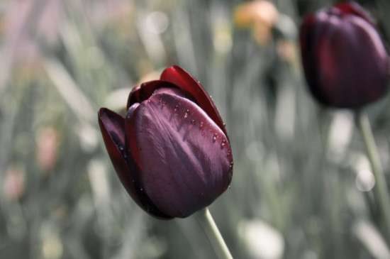 夜皇后花卉的养殖多久？