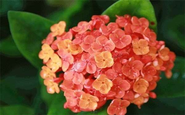 水养长寿花怎么养茂盛 水培方法有哪些？