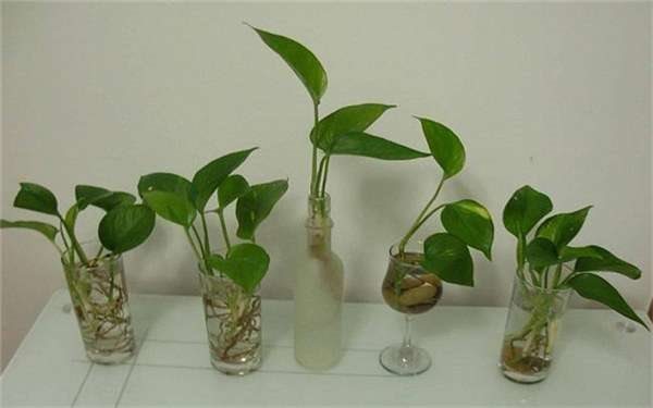 哪些植物可以水培 水培的方法是什么?