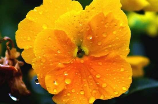 三色堇会结种子吗？