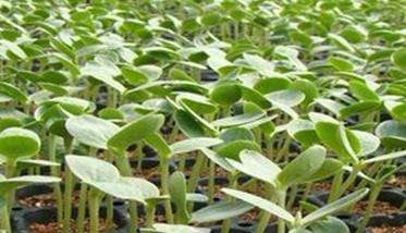 西瓜怎样育苗？西瓜苗浇水后为什么容易死亡